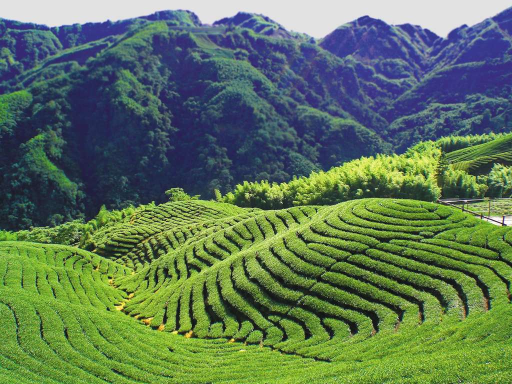 軟鞍八卦茶園